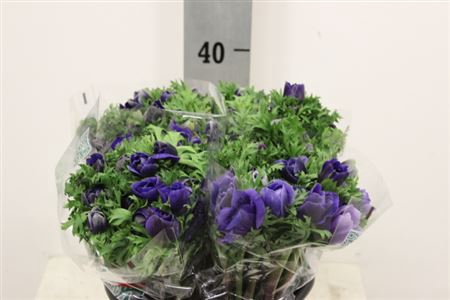 ANEM CO MISTRAL BLUE X30