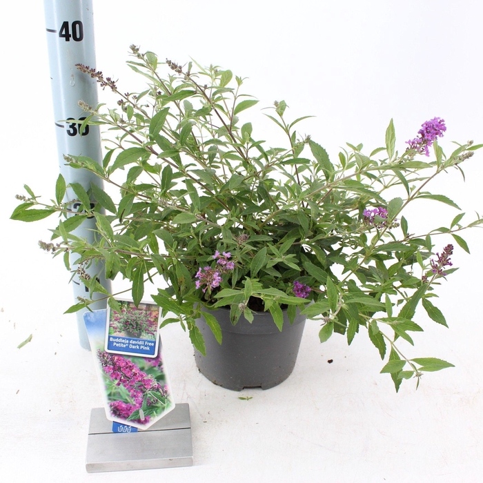 Buddleja dav. Free Petite© Dark Pink ('Podaras 10'PBR)