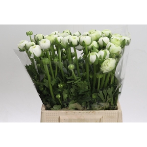 Ranunculus Aazur White