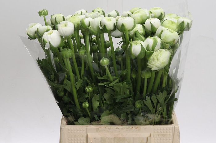 <h4>Ranunculus Aazur White</h4>