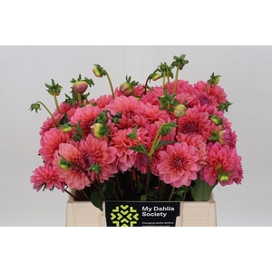 Dahlia DE 'Doris Duke'
