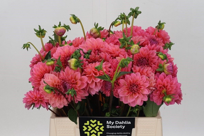 <h4>Dahlia DE 'Doris Duke'</h4>