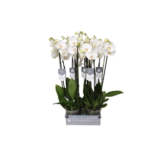 Phalaenopsis White World, 3-spike