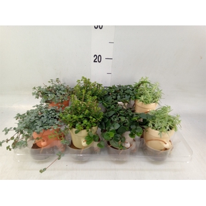 Arr.   Kamerplant Groen L%