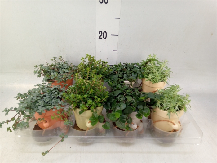 <h4>Arr.   Kamerplant Groen L%</h4>
