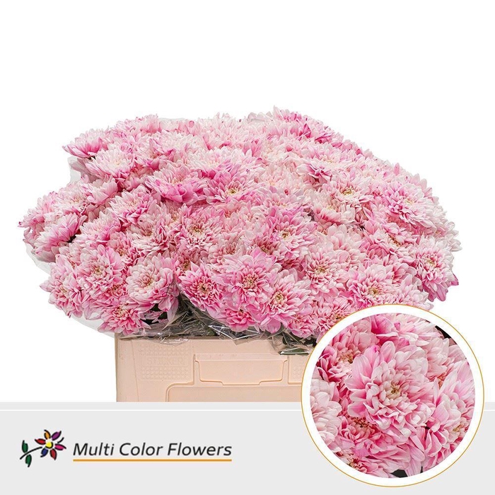 <h4>Chr. Tr 'Baltica' DYED Pink Light</h4>