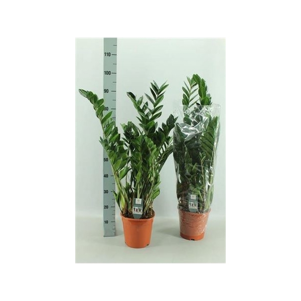 <h4>Zamio Zamiifolia 6+</h4>