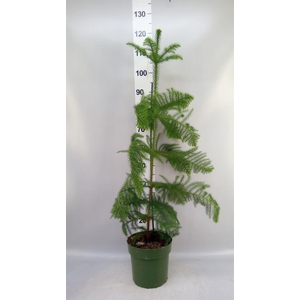 Araucaria heterophylla