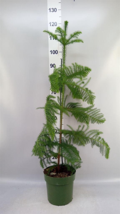 <h4>Araucaria heterophylla</h4>