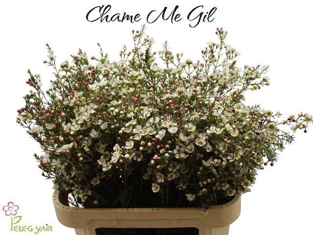 <h4>CHAME ME GIL</h4>