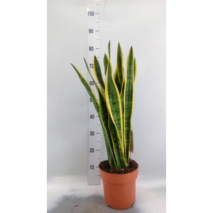 Sansevieria trifa. 'Laurentii'