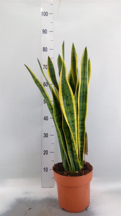 <h4>Sansevieria trifa. 'Laurentii'</h4>