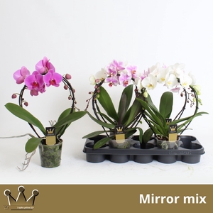 PHAL EL CASCADE