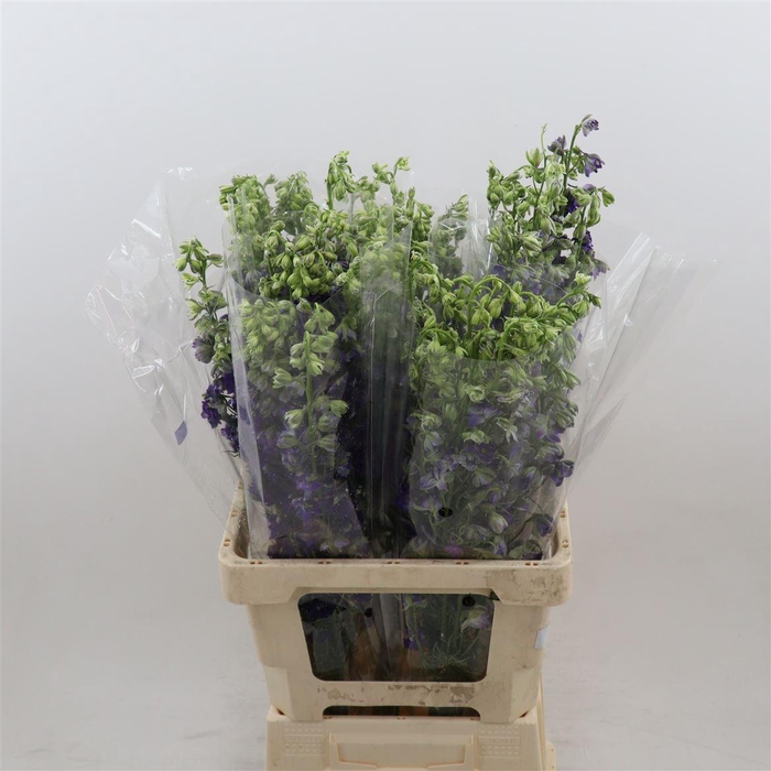 <h4>Consolida regalis Blauw</h4>
