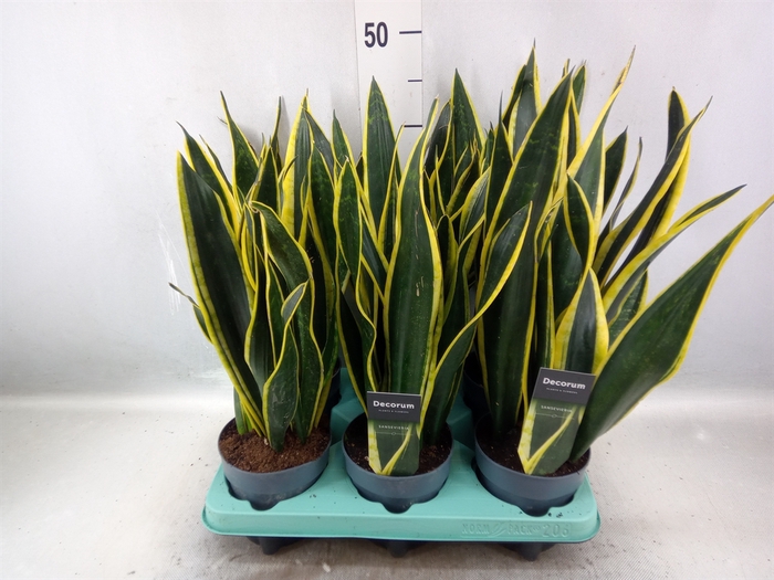 <h4>Sansevieria trifa. 'Black Gold'</h4>