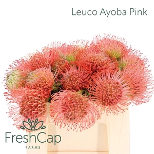 LEUCO AYOBA PINK