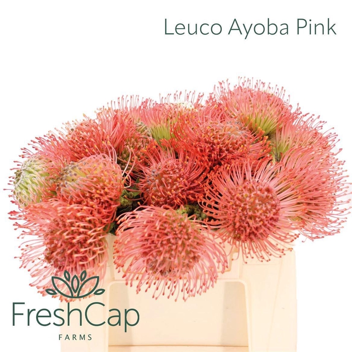 <h4>LEUCO AYOBA PINK</h4>