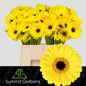 GE MI SUNSHINE
