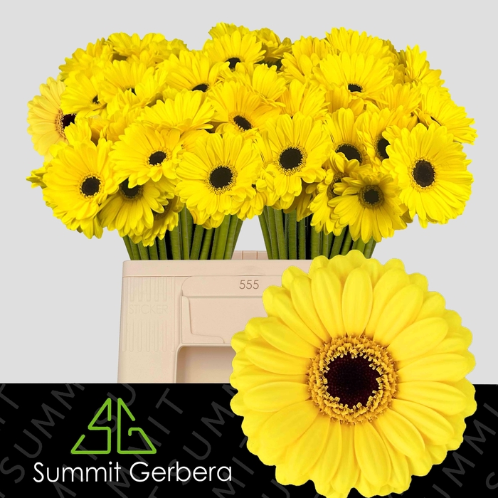 <h4>GE MI SUNSHINE</h4>