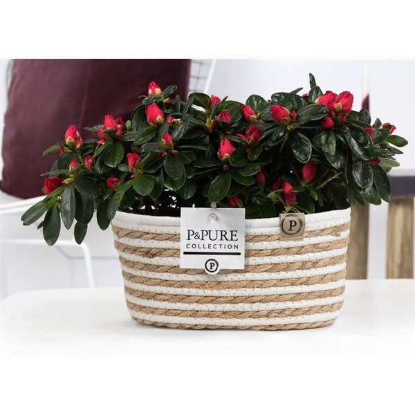 <h4>1st class Azalea red (x2) in P&PURE Fieldbasket 7</h4>