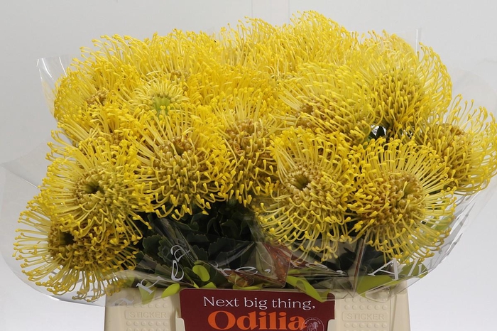 <h4>Nutans High Gold</h4>