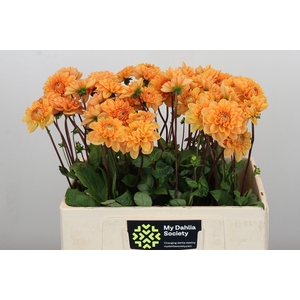 Dahlia Sylvia