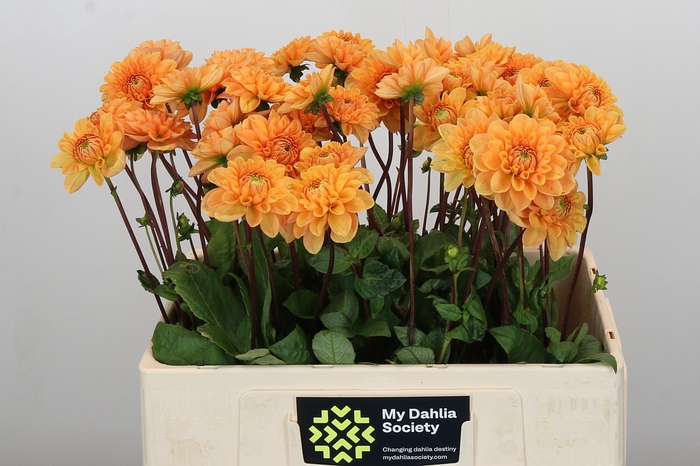 <h4>Dahlia Sylvia</h4>