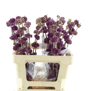 Callicarpa Giraldii