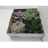 Echeveria Gemengd X4