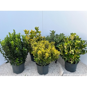 euonymus mix - pot 17