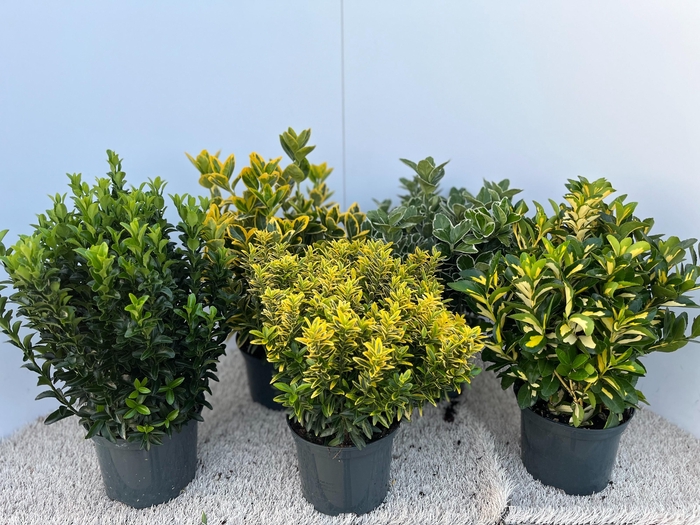 <h4>euonymus mix - pot 17</h4>