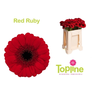 GE MI RED RUBY