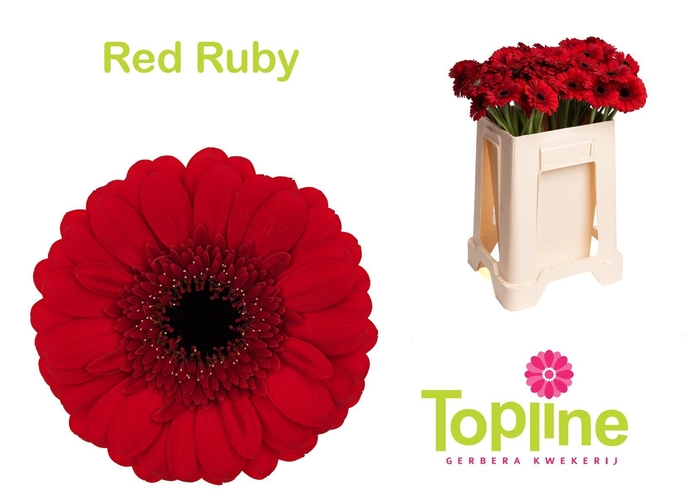 <h4>GE MI RED RUBY</h4>