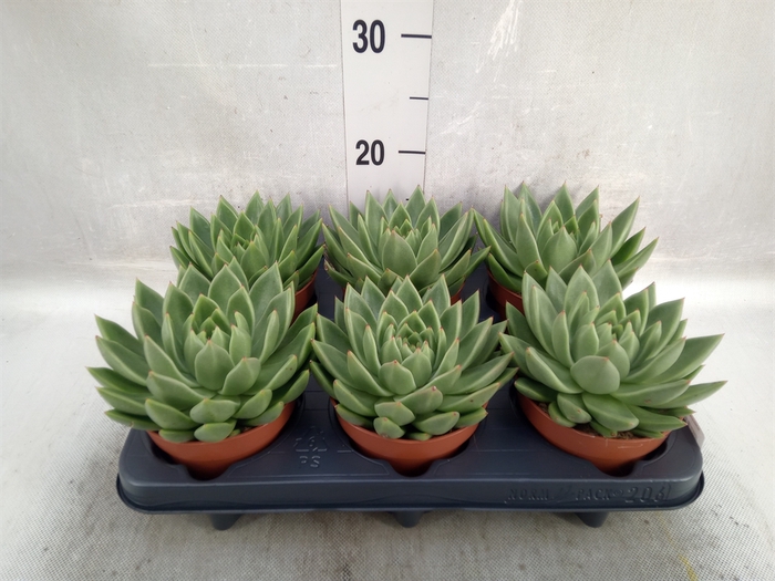 <h4>Echeveria  'Miranda'</h4>