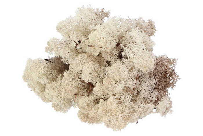 Moss Iceland Naturel 500gr