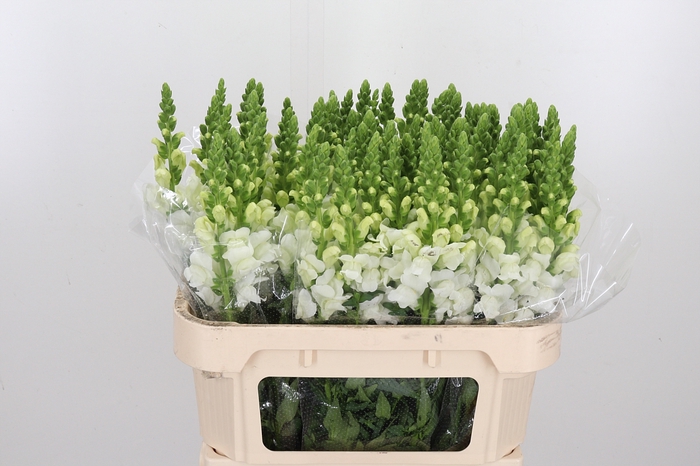 <h4>Antir Antibes White</h4>