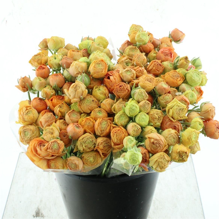 <h4>Ran El Apricot</h4>