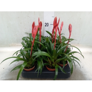 Vriesea  'Conchita'