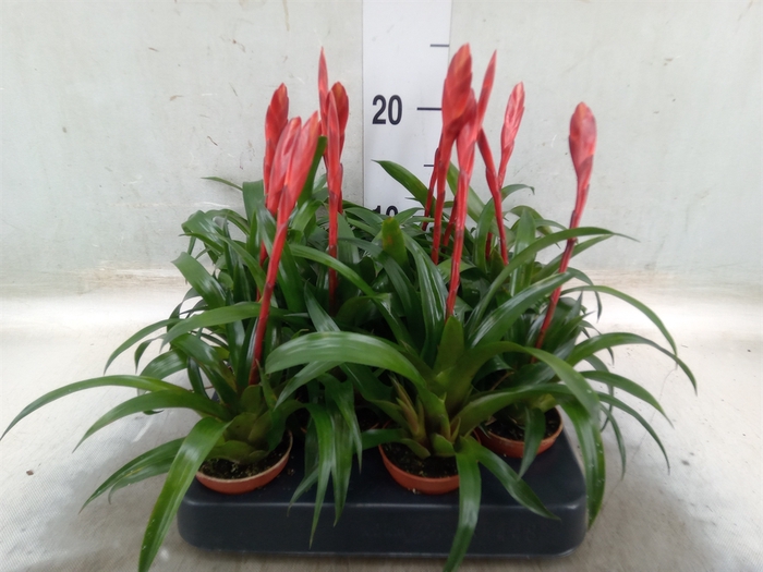 <h4>Vriesea  'Conchita'</h4>