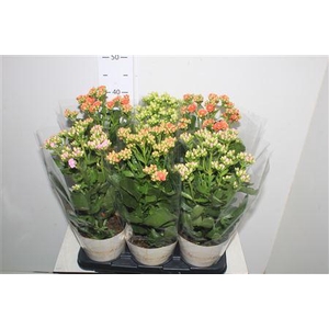 Kalanchoe Mix 40cm.