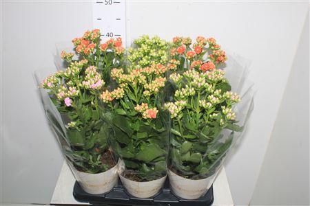 Kalanchoe Mix 40cm.