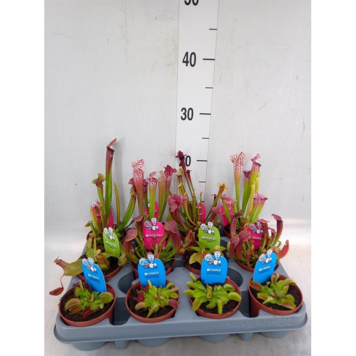 <h4>Vleesetende planten</h4>