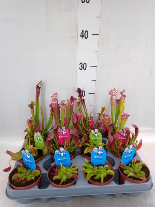 <h4>Vleesetende planten</h4>