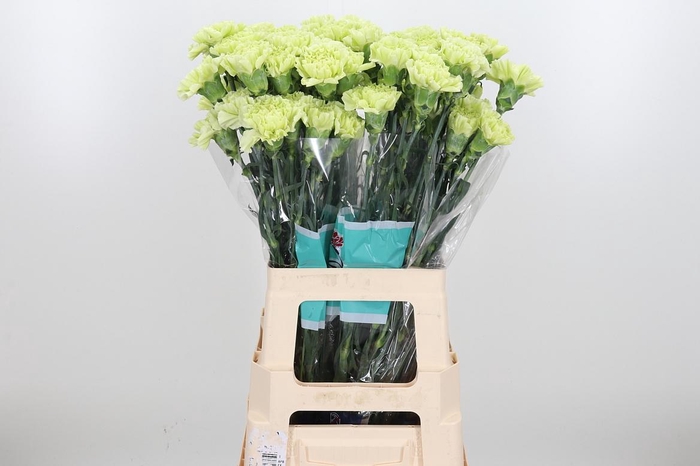 <h4>Di St Jungle</h4>