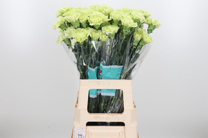 <h4>Di St Jungle</h4>