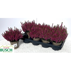 CALLU BL LYNN