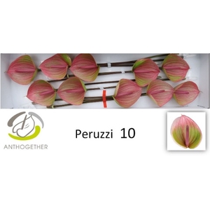 Anthurium Peruzzi