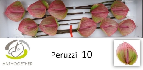 <h4>Anthurium Peruzzi</h4>