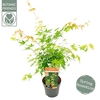 Acer palmatum Katsura