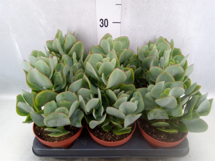 <h4>Crassula arborescens</h4>